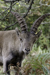 Close-up portrait of goat