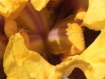 Full frame shot of yellow flowers