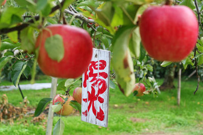 Close-up of apple hanging on tree in field