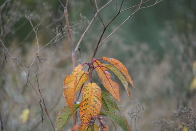 autumn