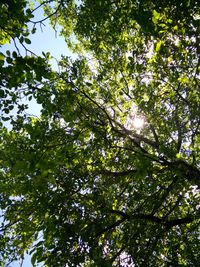 Low angle view of trees against sky