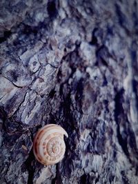 Close-up of snail on tree trunk