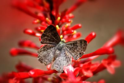 Close-up of butterfly on flower