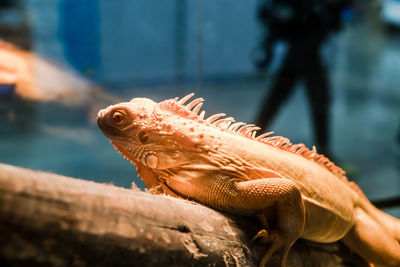 Close-up of lizard