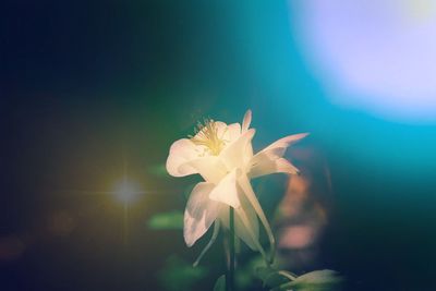 Close-up of flower against blurred background