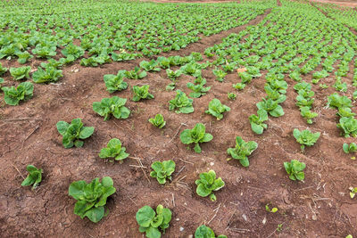 High angle view of corn on field