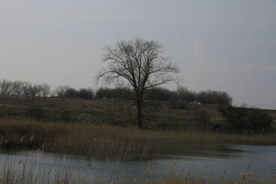 Bare trees on field by lake against sky