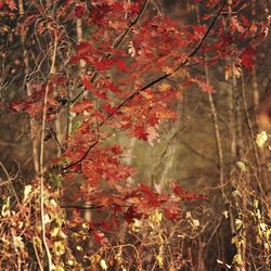 Full frame shot of red flowers on tree