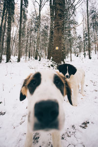 Dog on snow covered trees