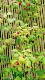 Close-up of flowers growing on tree