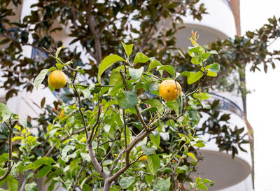 Close-up of lemons growing on tree