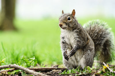 Close-up of squirrel on field