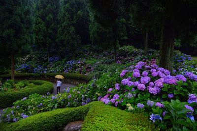 View of flowering plants in garden