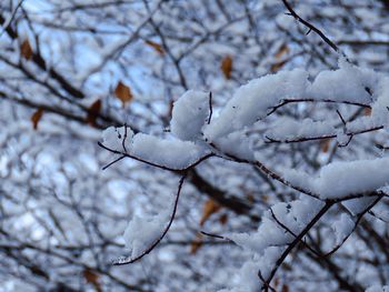 Close-up of frozen tree branches during winter