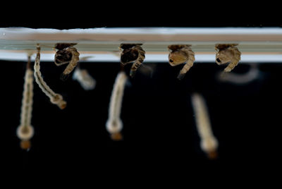 Close-up of shells on table against black background