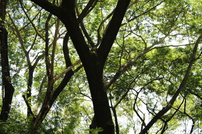 Low angle view of trees in forest