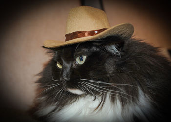 Close-up portrait of a cat