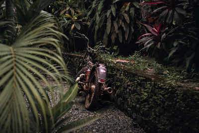 Old motorcycle in the middle of the jungle 