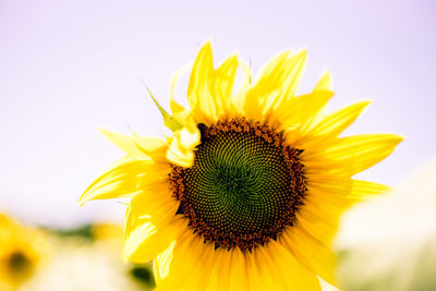 Close-up of sunflower blooming outdoors