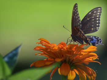 Close-up of butterfly pollinating on flower