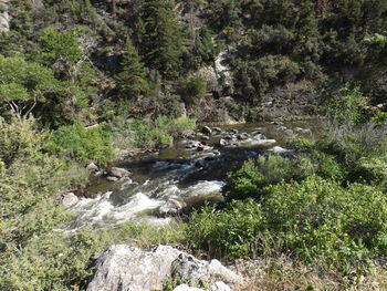 Scenic view of river in forest