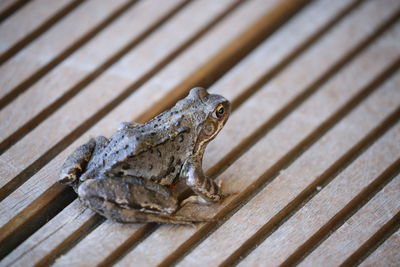 Close-up of frog