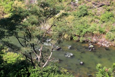 High angle view of trees by lake in forest