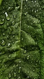 Close-up of water drops on leaf