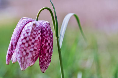 Close-up of pink flower