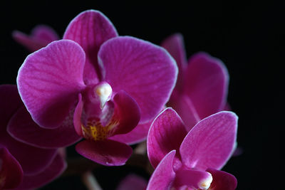 Close-up of pink orchids against black background