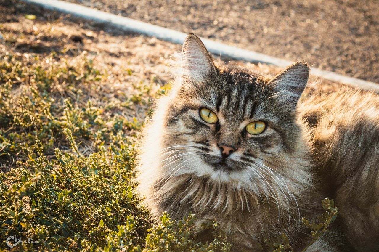 animal themes, one animal, domestic animals, pets, domestic cat, mammal, cat, whisker, feline, looking at camera, portrait, close-up, animal head, grass, field, alertness, relaxation, focus on foreground, staring