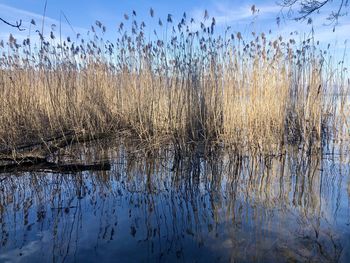 Scenic view of lake against sky during winter