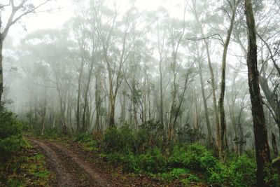 Scenic view of forest against sky