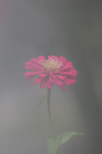 Close-up of pink flower over white background