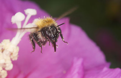 Close-up of insect on pink flower