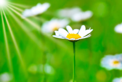 Close-up of white flowering plant