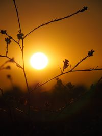 Close-up of silhouette plants against orange sky