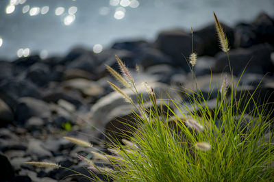 Close-up of flowering plants on field