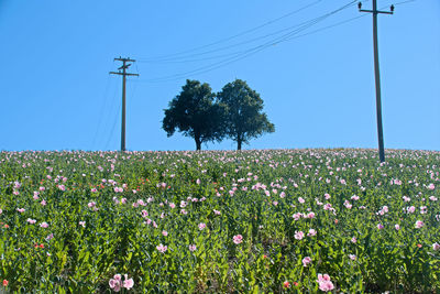 Scenic view of flowering plants on field against sky