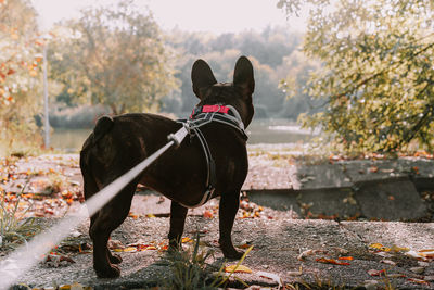 Rear view of french bulldog dog standing against autumn trees in the park