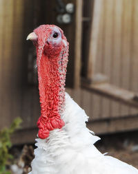 Close-up of turkey