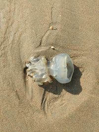 Close-up of seashell on beach