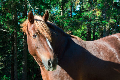 Horse in ranch