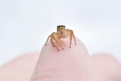 Close-up of spider on human body part
