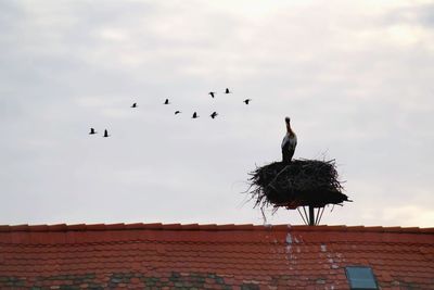 Birds flying over a building