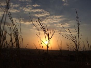 Close-up of wheat field against sky at sunset