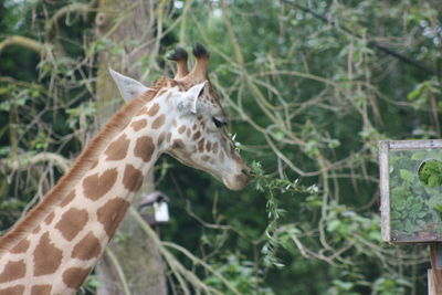 Giraffe in a forest