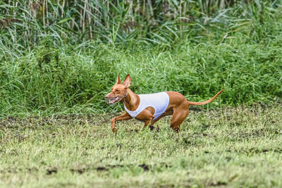 Portrait of dog on grassy field