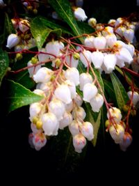 Close-up of white flowers blooming outdoors