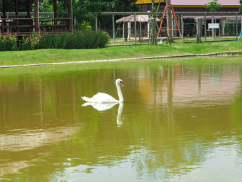Swan swimming in lake